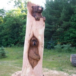 Bears